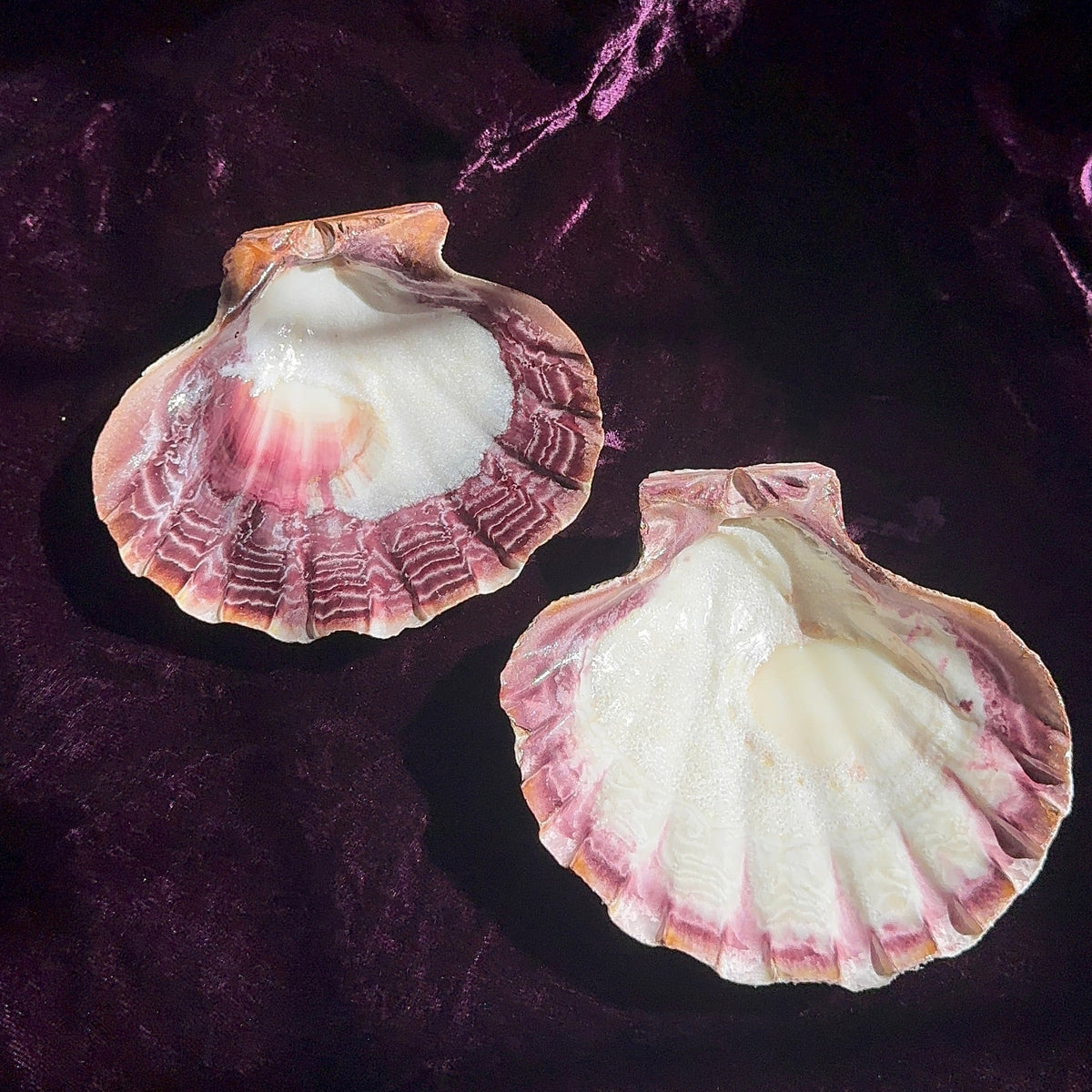 Lion Paw Shell 5-6"