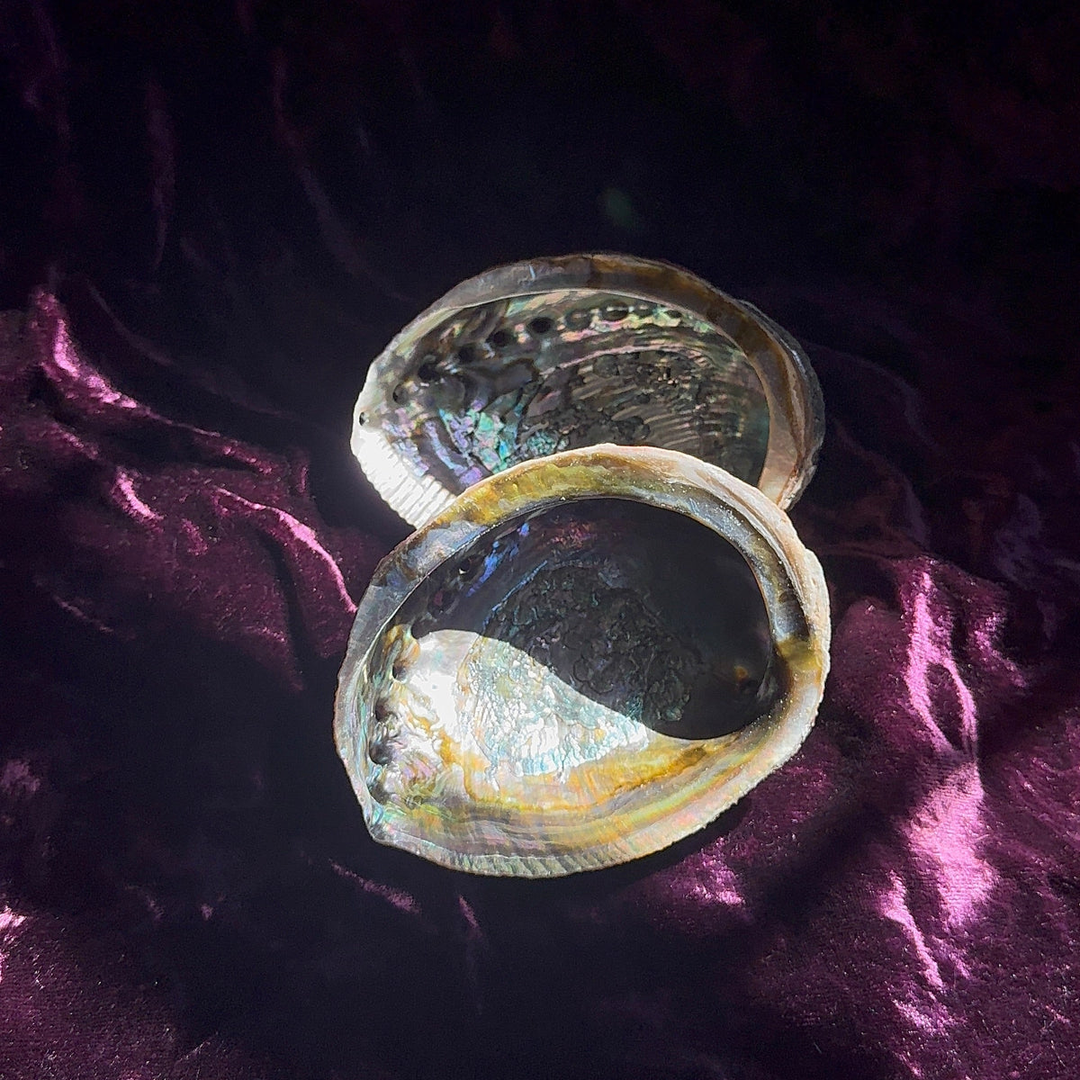 Abalone Shell 5-6"